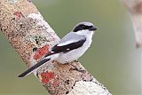 Loggerhead Shrike